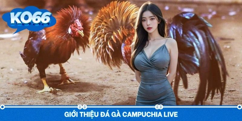 Sơ lược giới thiệu về đá gà Campuchia live 